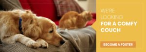 Become a Foster