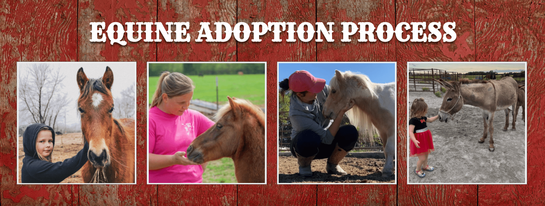 equine adoption process
